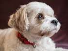Mixed Coton de Tulear and Cavalier King Charles dog, portrait. Art Print